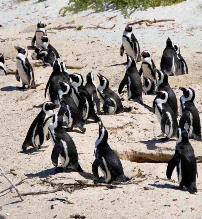 St-Kilda-Penguins